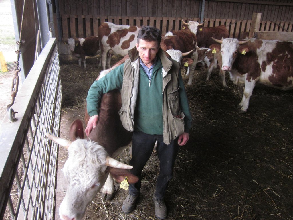 Markus Schmutz im Kuhstall mit braun-weißgescheckten Kühen. Die Kühe stehen auf Stroh und können sich im großzügigen Stall frei bewegen.